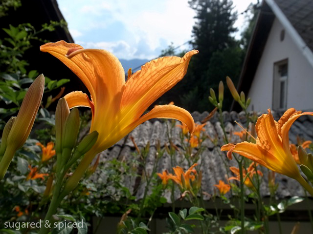 sugared & spiced - slovenia bled