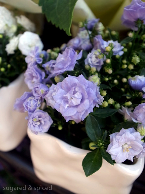 sugared & spiced - vienna snapshots