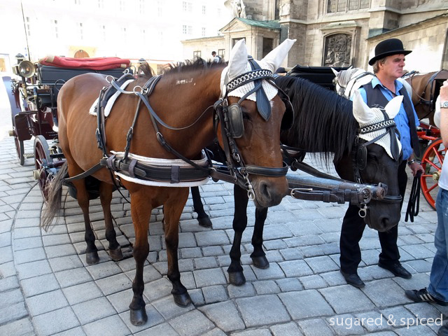sugared & spiced - vienna snapshots