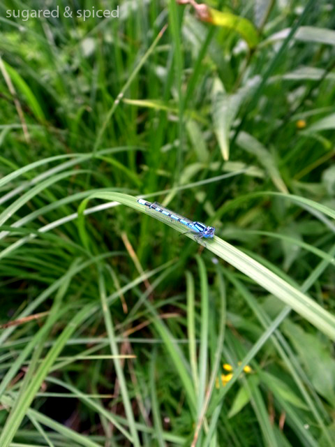 sugared & spiced - croatia plitvice lakes national park