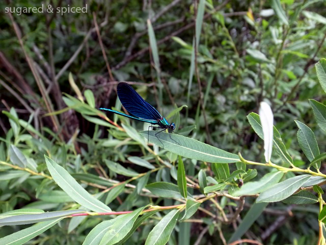 sugared & spiced - croatia plitvice lakes national park