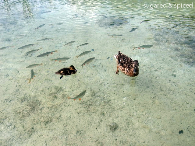 sugared & spiced - croatia plitvice lakes national park