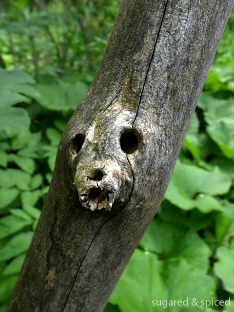 sugared & spiced - croatia plitvice lakes national park